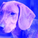 schillerBlue